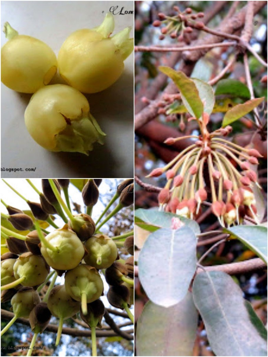 Актинидия аргута киевская крупноплодная