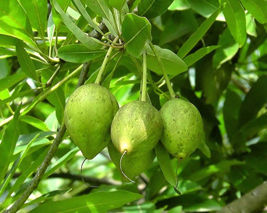 Мадука длиннолистная (Madhuca longifolia)