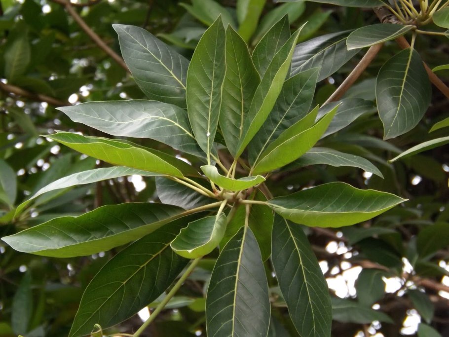 Мадука дерево фото