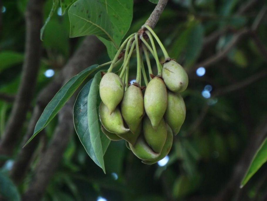 Мадука индийская