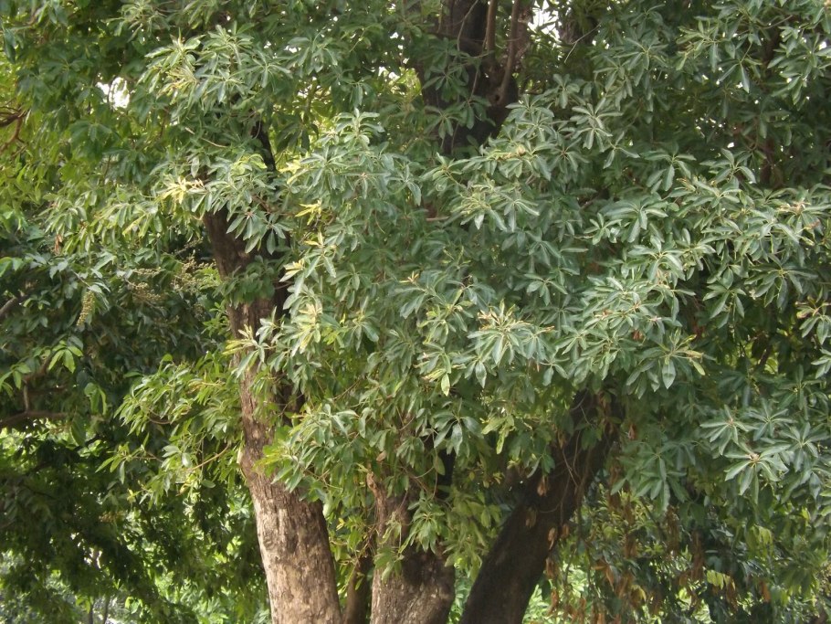 Мадука длиннолистная (Madhuca longifolia)