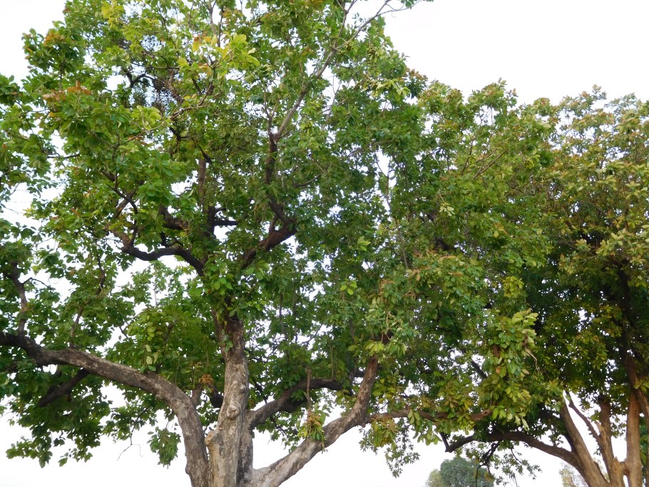 Монгонго дерево