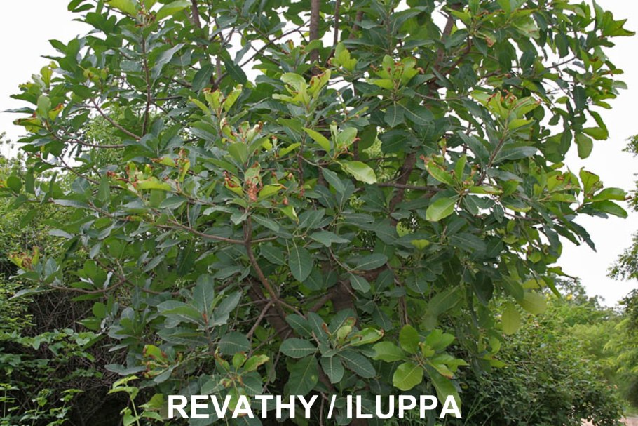 Мадука семена