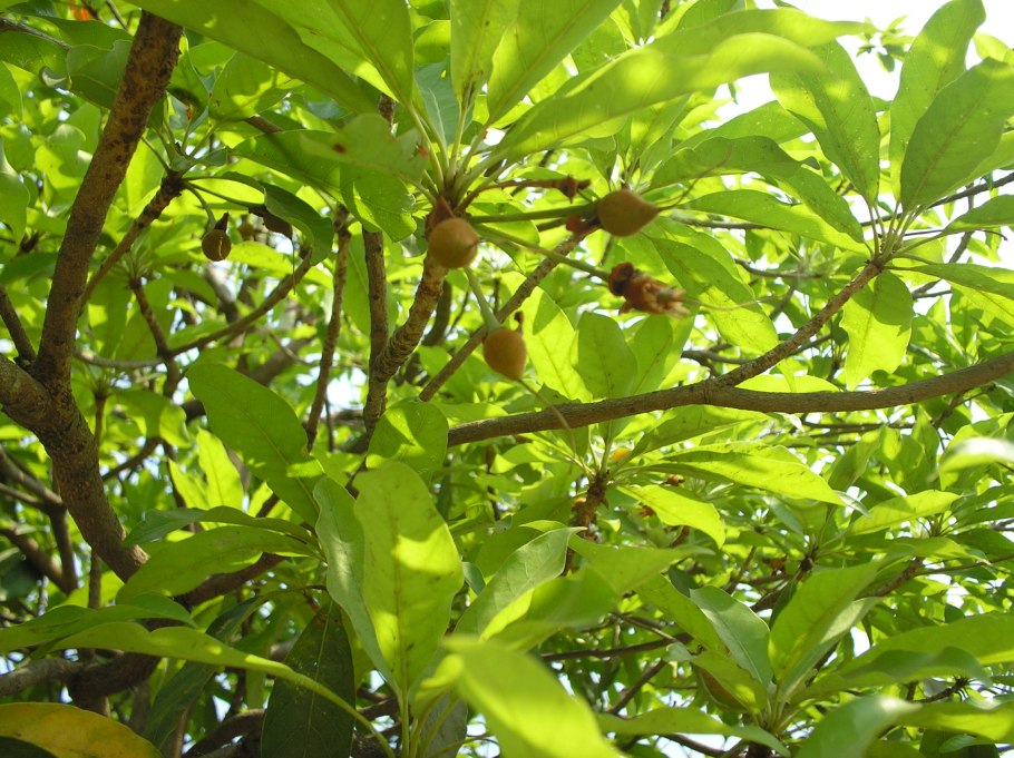 Мята длиннолистная