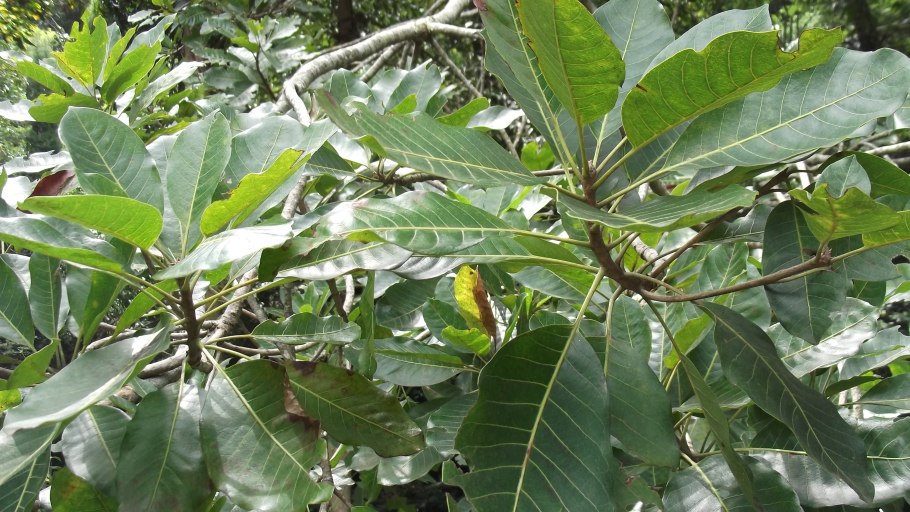 Мадука длиннолистная (Madhuca longifolia)