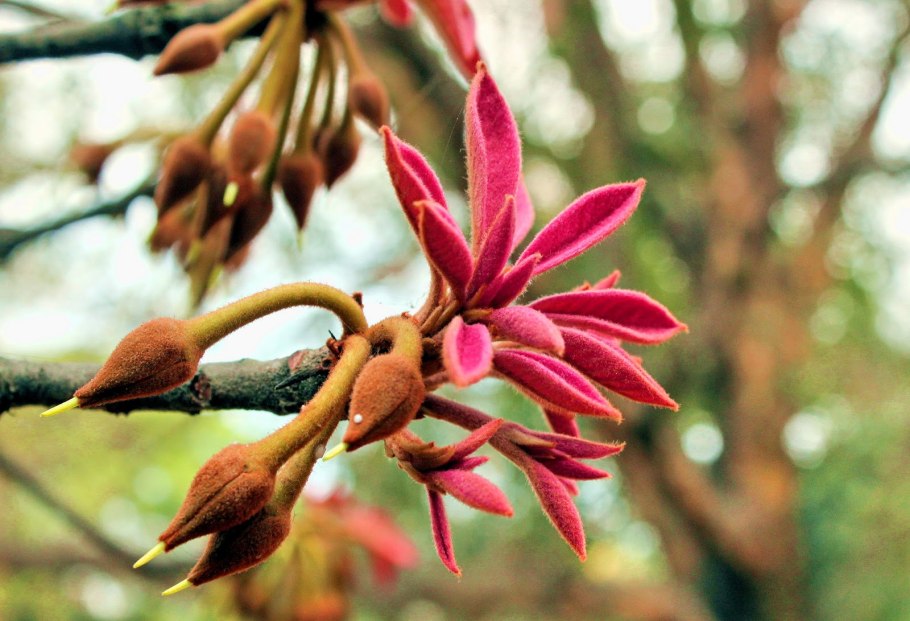 Мадука длиннолистная (Madhuca longifolia)