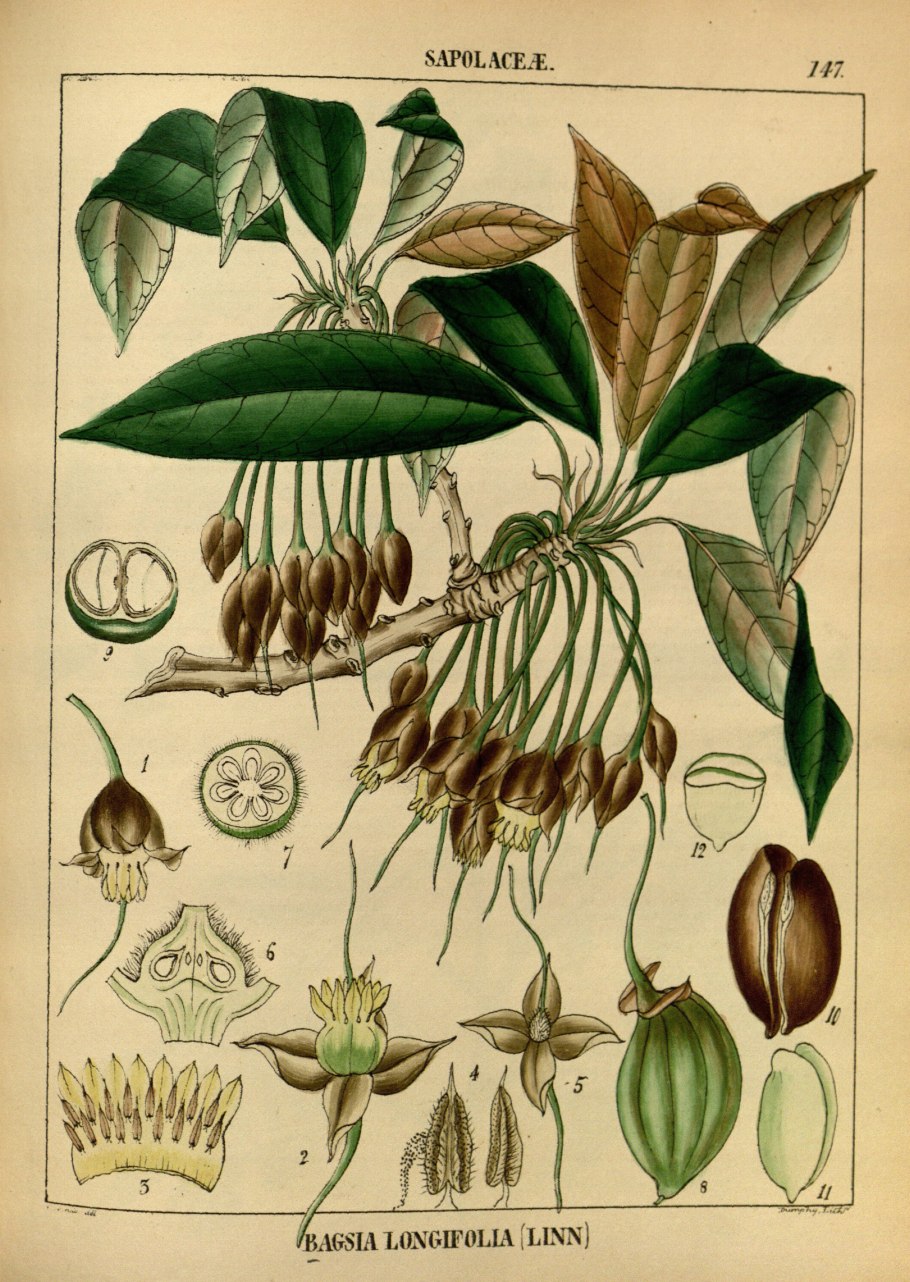 Фикус лонгифолия