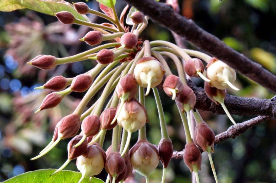 Дерева Мадука (Madhuca).
