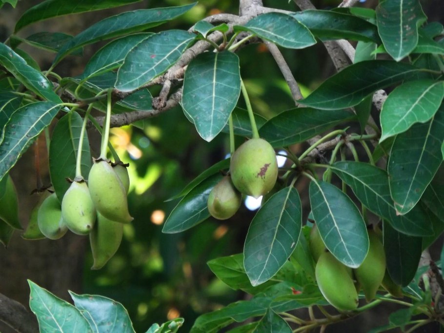 Мадука индийская