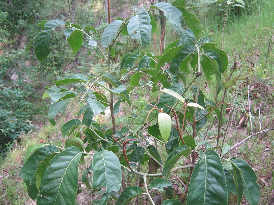 Махуа растение