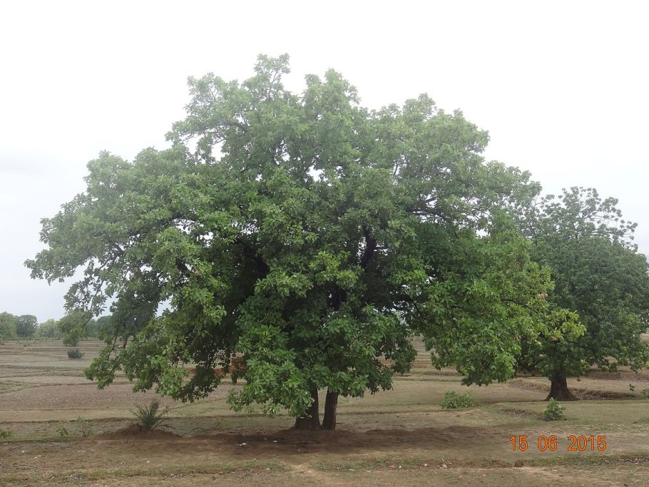 Мадука индийская