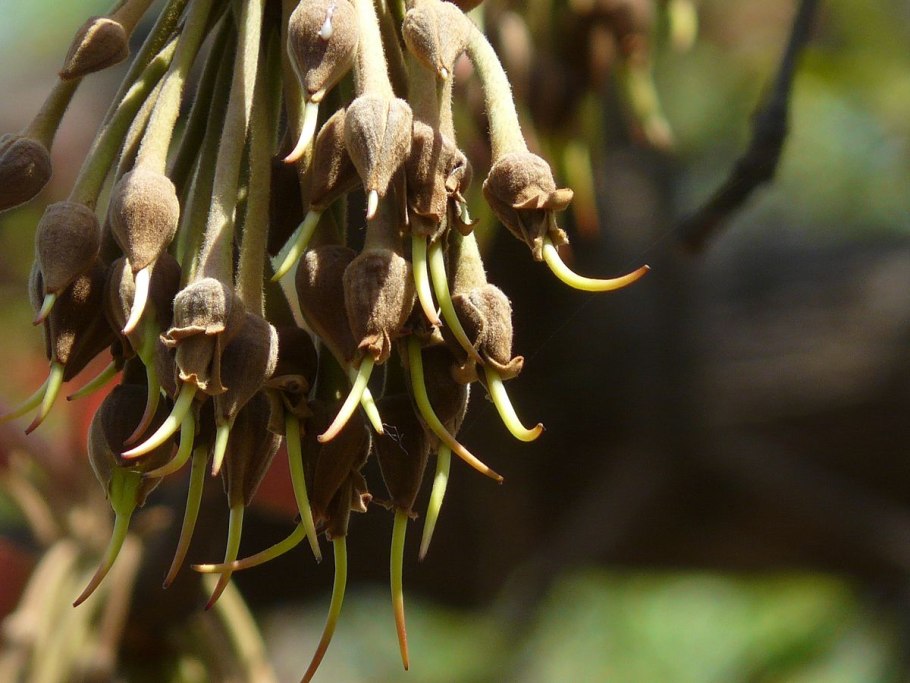 Дерева Мадука (Madhuca).