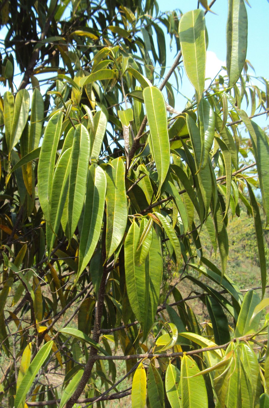 Ficus longifolia