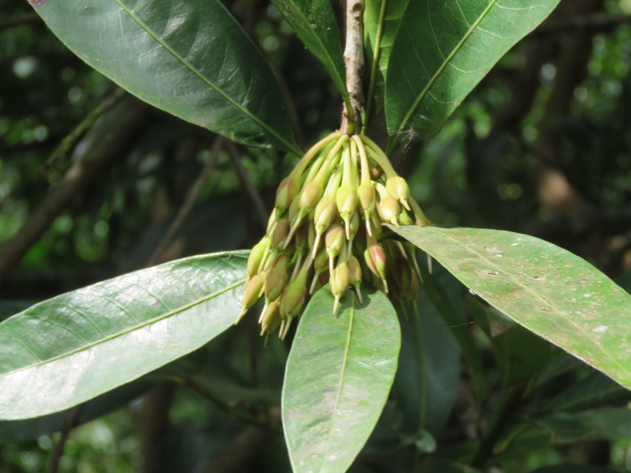 Мадука длиннолистная (Madhuca longifolia)