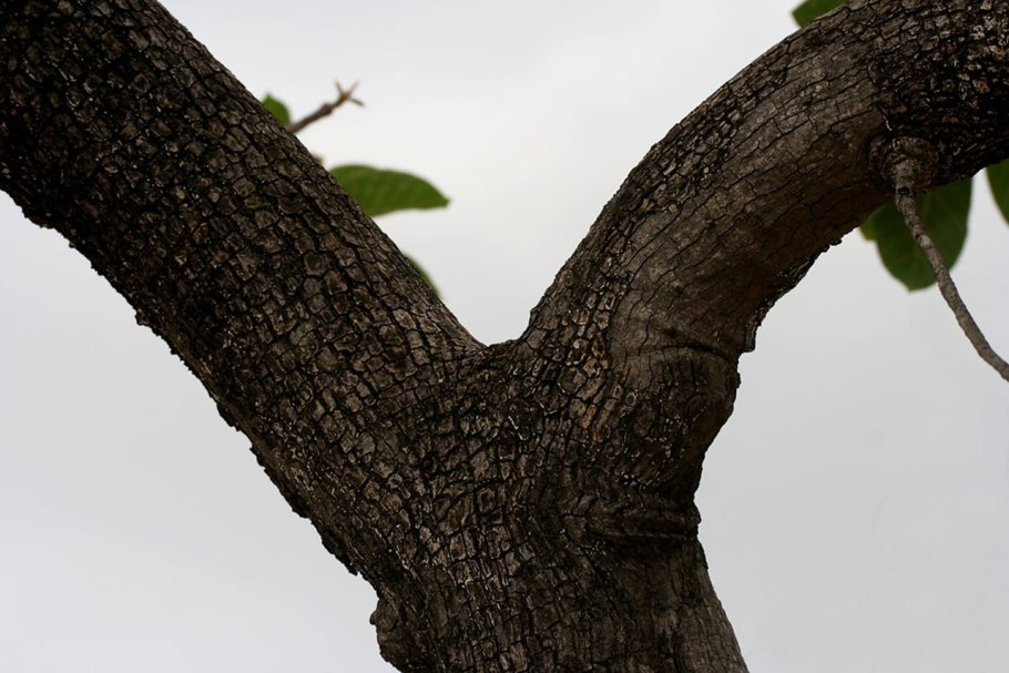 Плоды Махуа