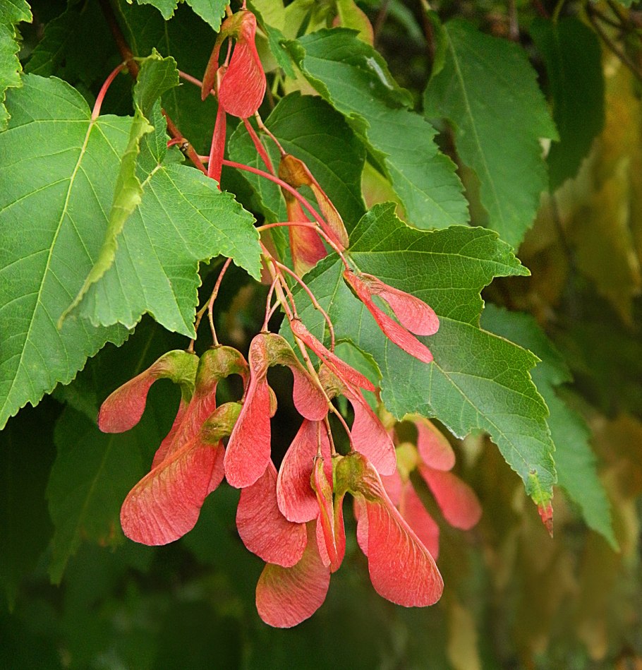 Клен красный колхидский