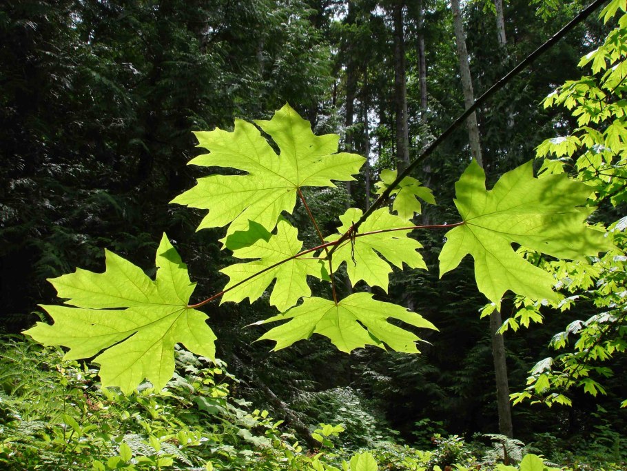 Клен Каппадокийский(Acer cappadocicum)