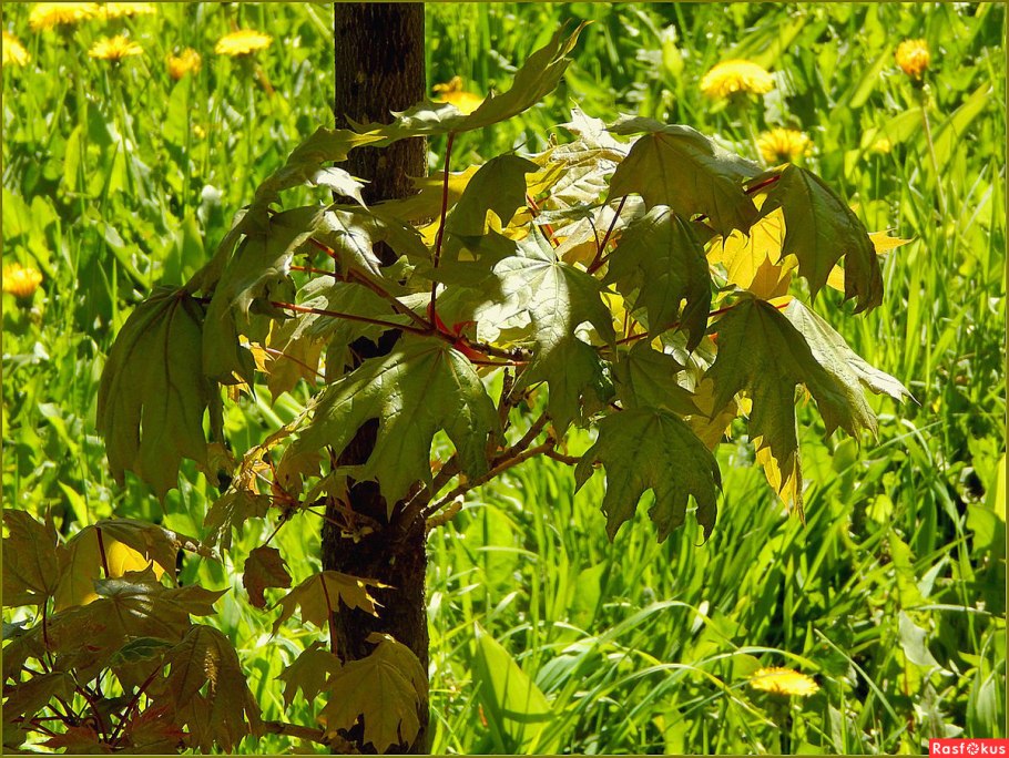 Acer cappadocicum gled.