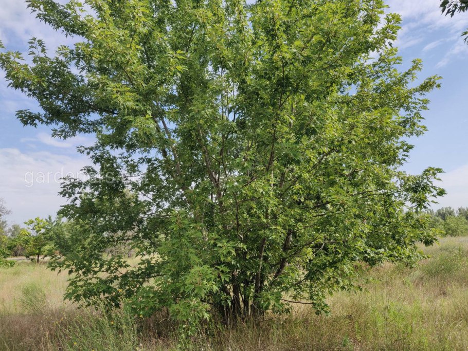 Клен колхидский rubrum