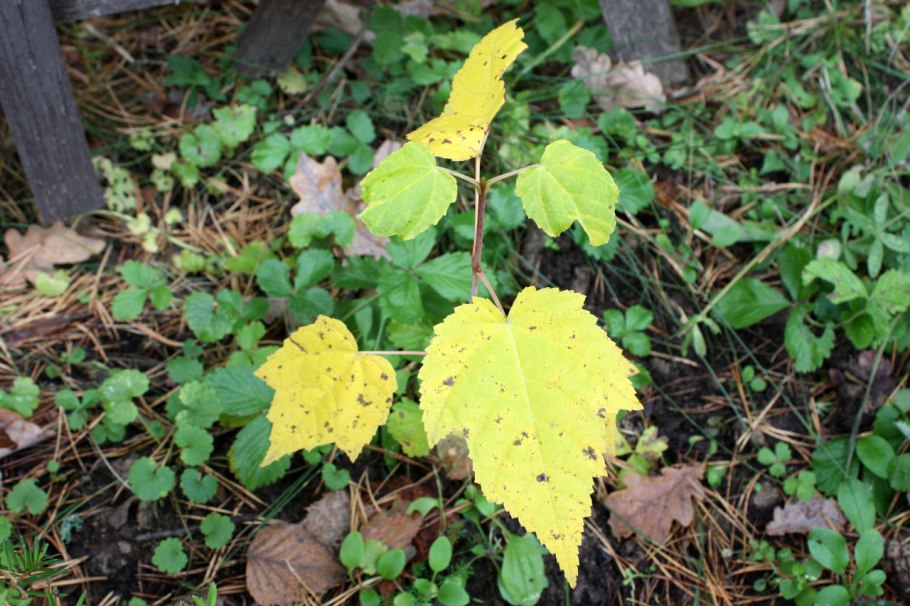 Клен остролистный (Acer platanoides)
