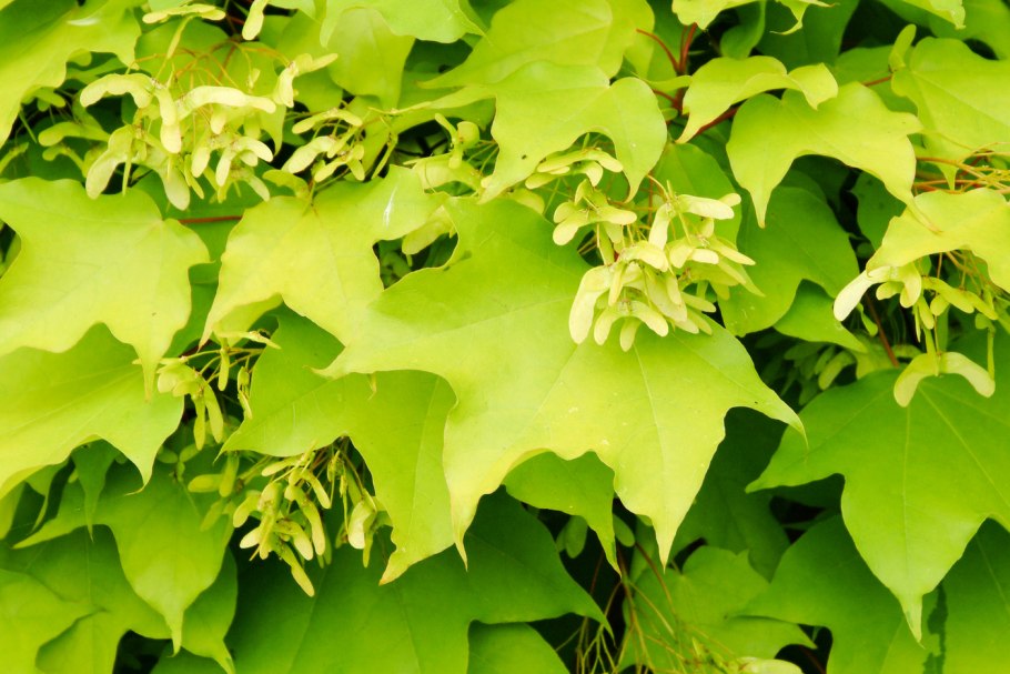 Клен Каппадокийский(Acer cappadocicum)