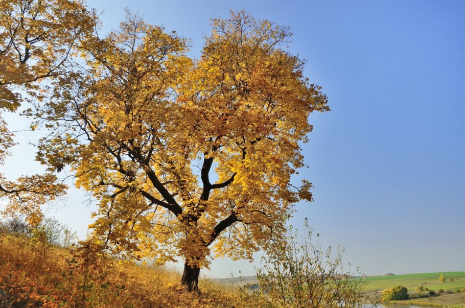 Клён Траутфеттера