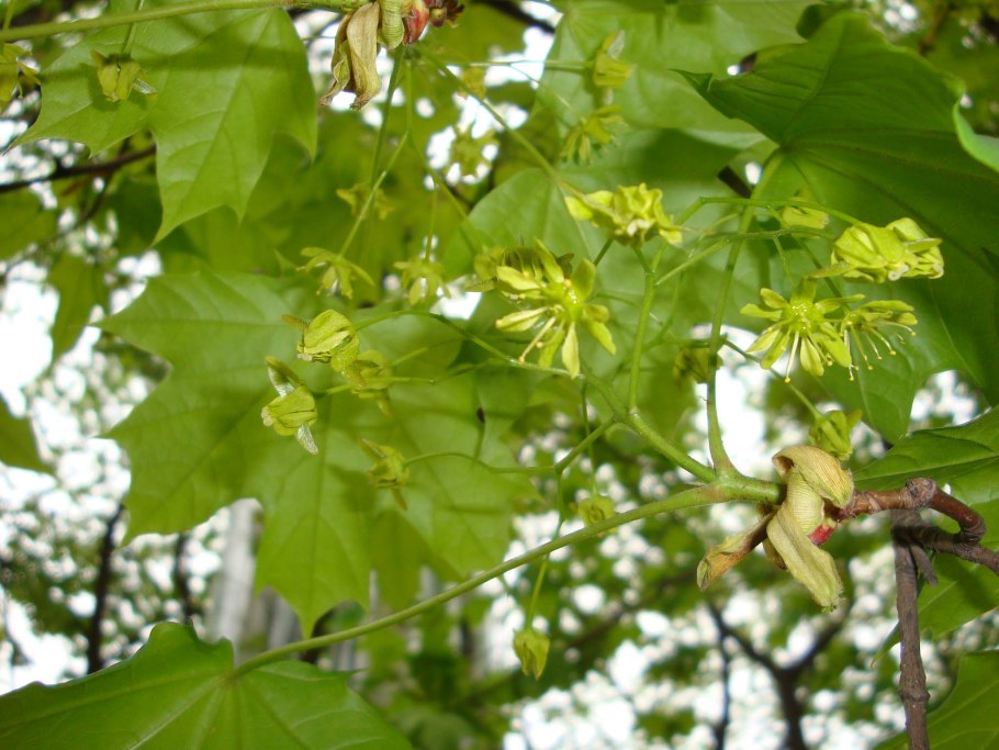 Клен маньчжурский Acer mandshuricum