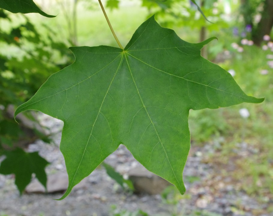 Acer cappadocicum