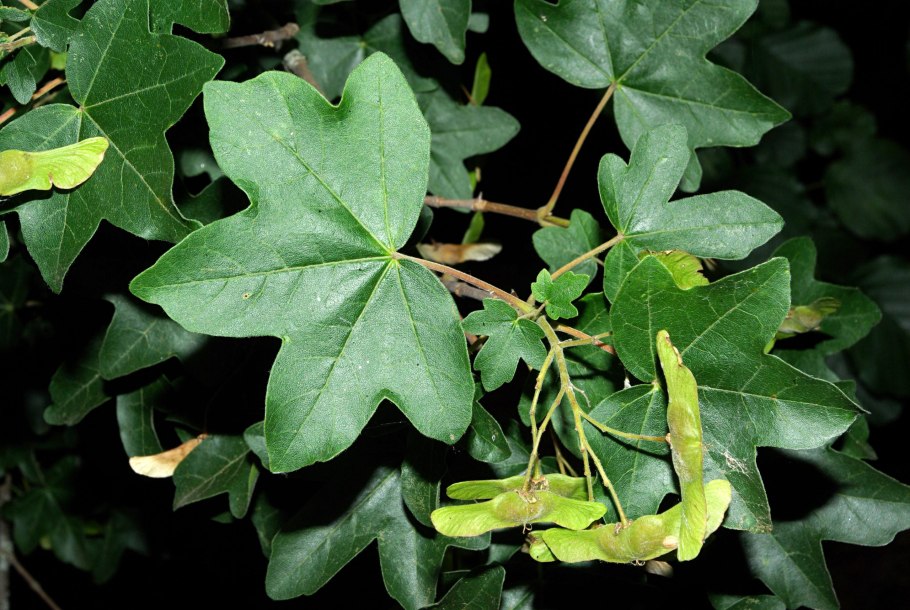 Клён канадский краснолистный