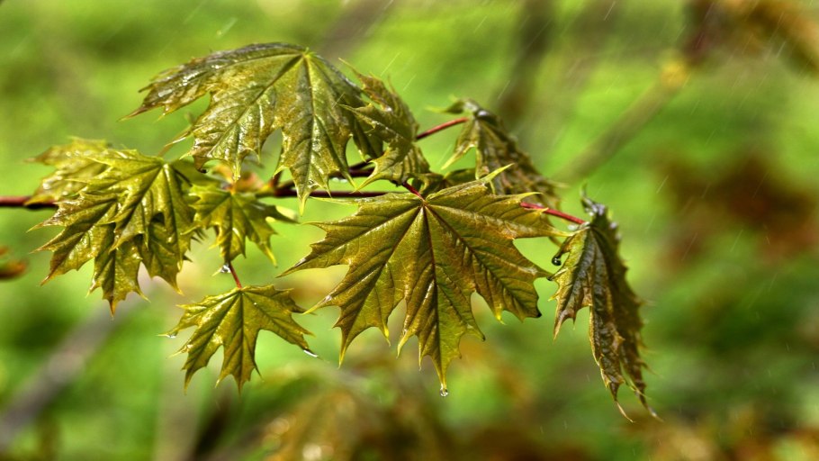 Клён кустарник цветет