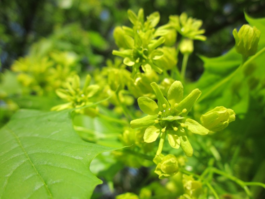 Клен остролистный (Acer platanoides)