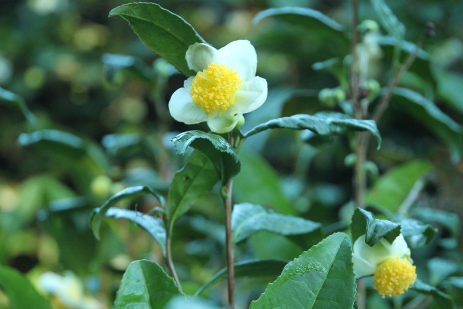 Сурепка и свербига