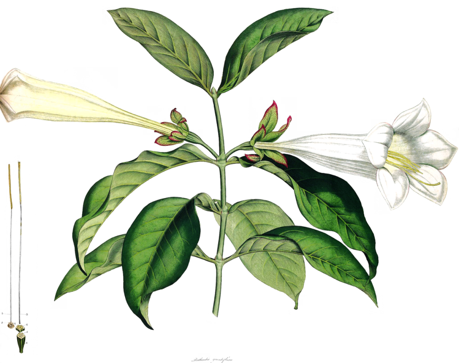 Galeopsis segetum Necker