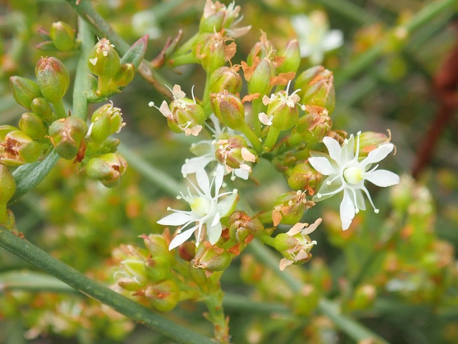 Polpoda Plant Molluginaceae