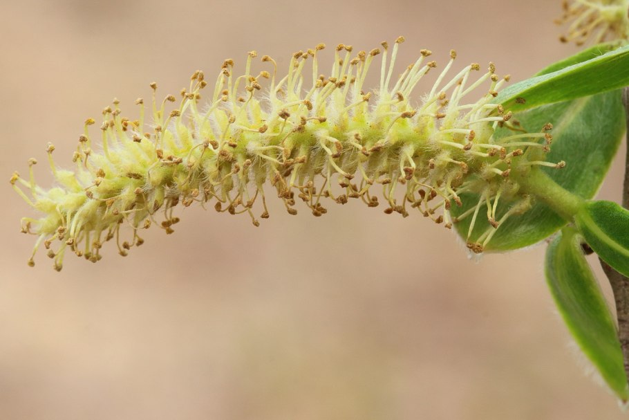 Weinmannia racemosa