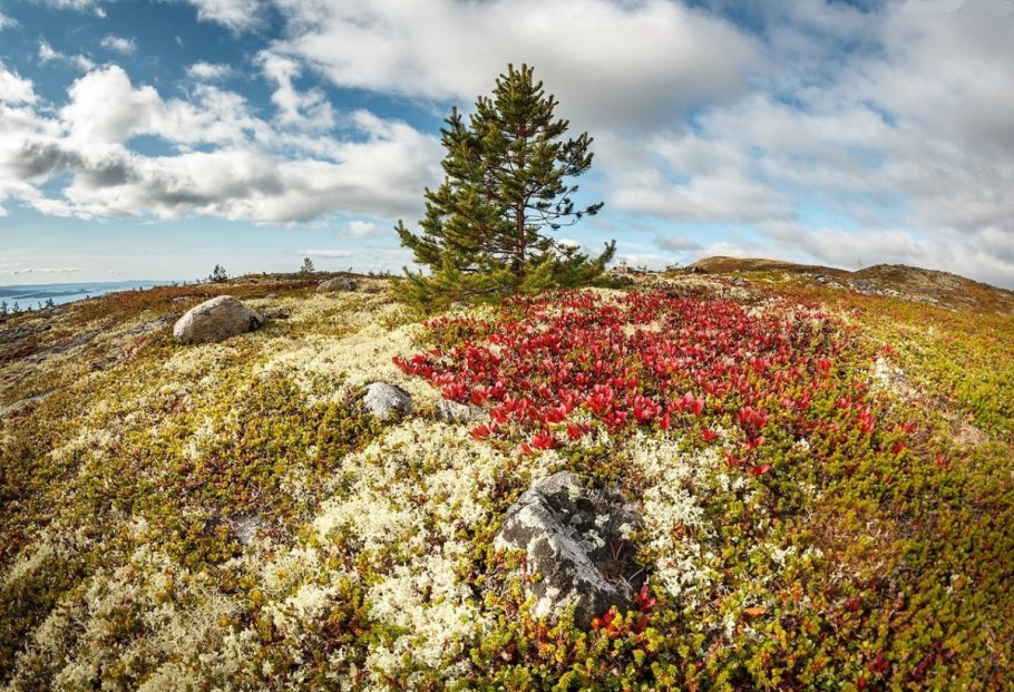 Голубика на Таймыре