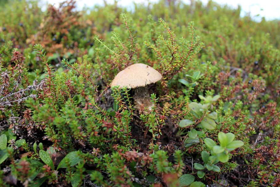 Тундра карликовая береза