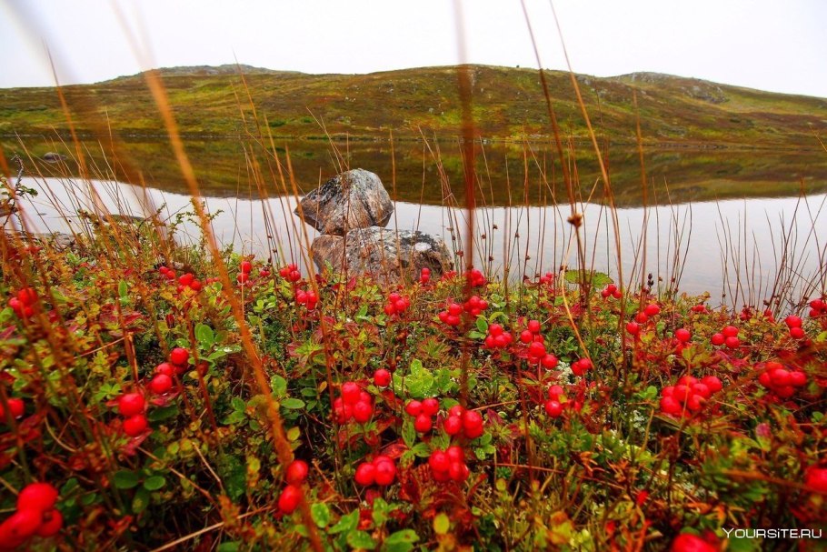 Кустарниковая тундра России