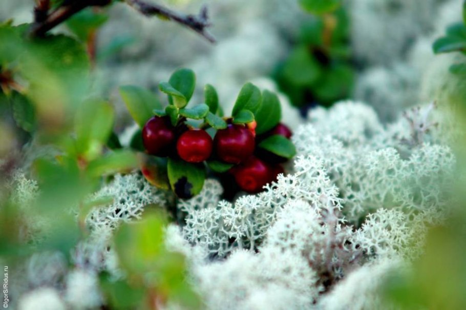 Голубика в тундре