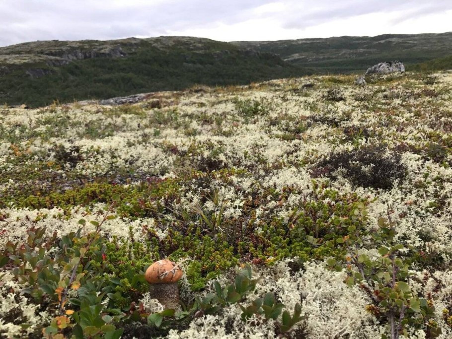 Ягель в тундре
