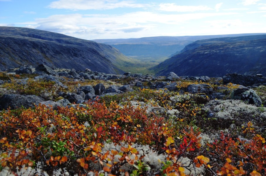 Мохово-лишайниковые тундры Исландия