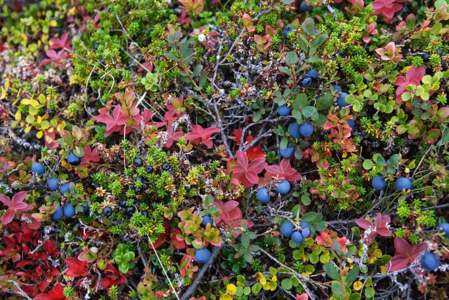 Полярная Незабудка тундра