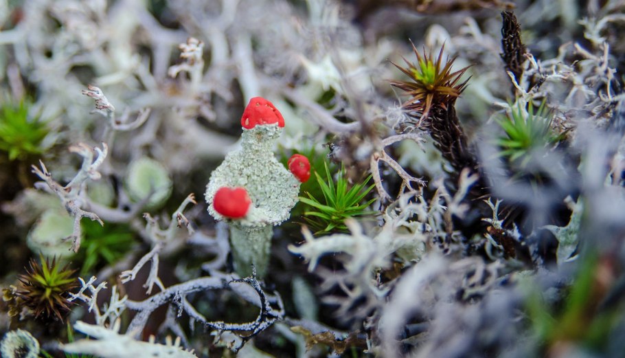 Дриада куропаточья трава