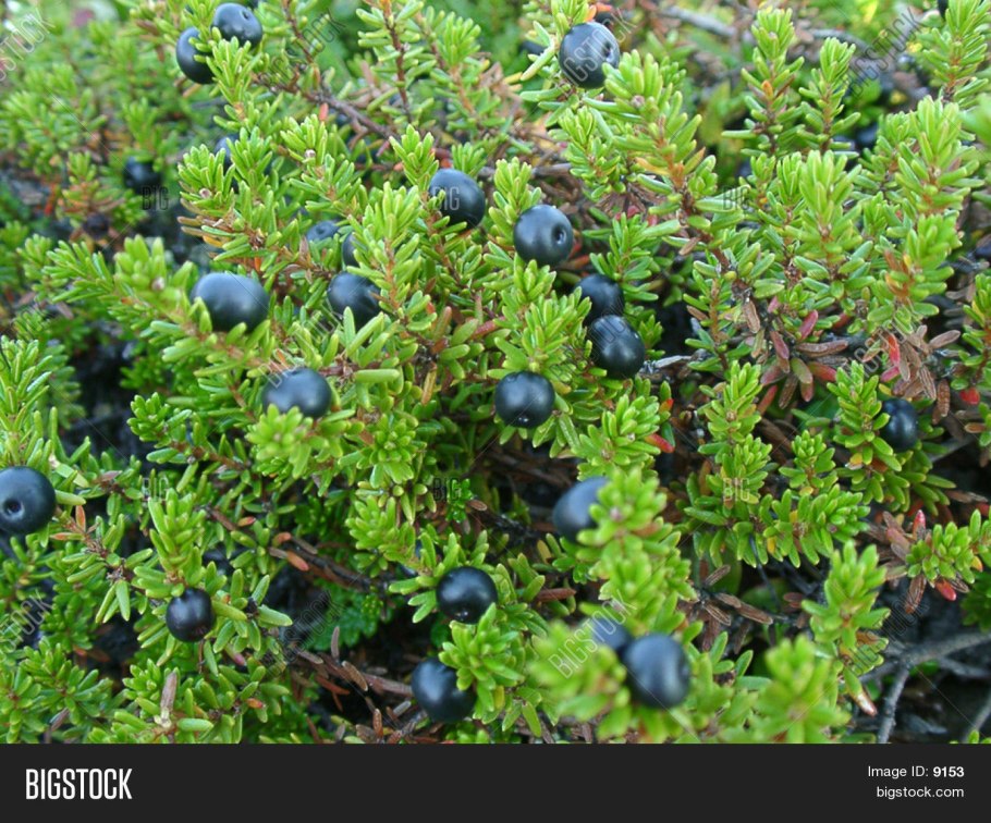 Морошка Кольский полуостров