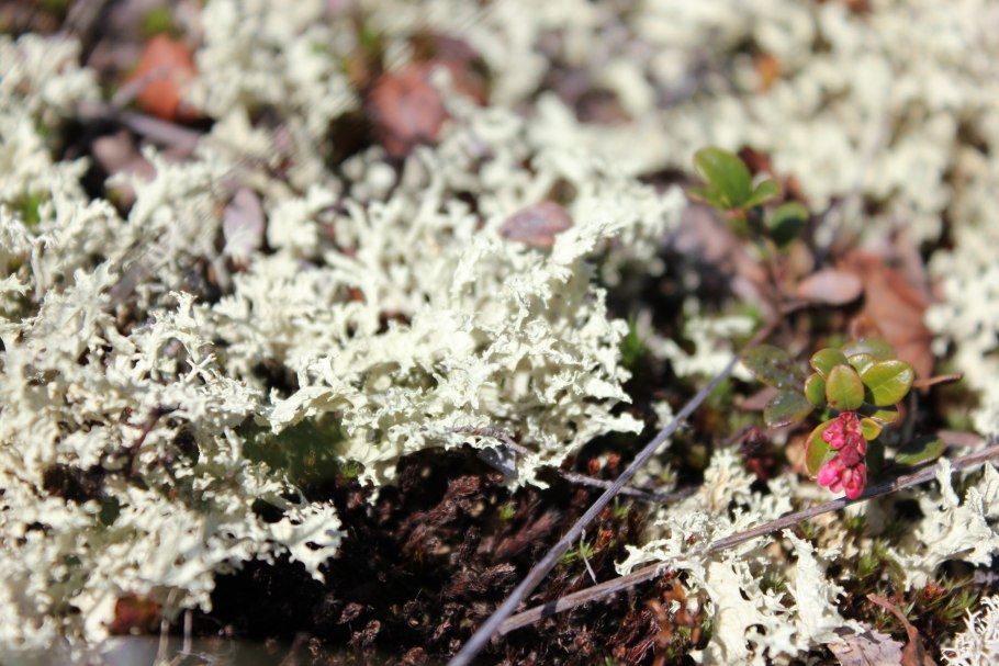 Ягель, Морошка, брусника