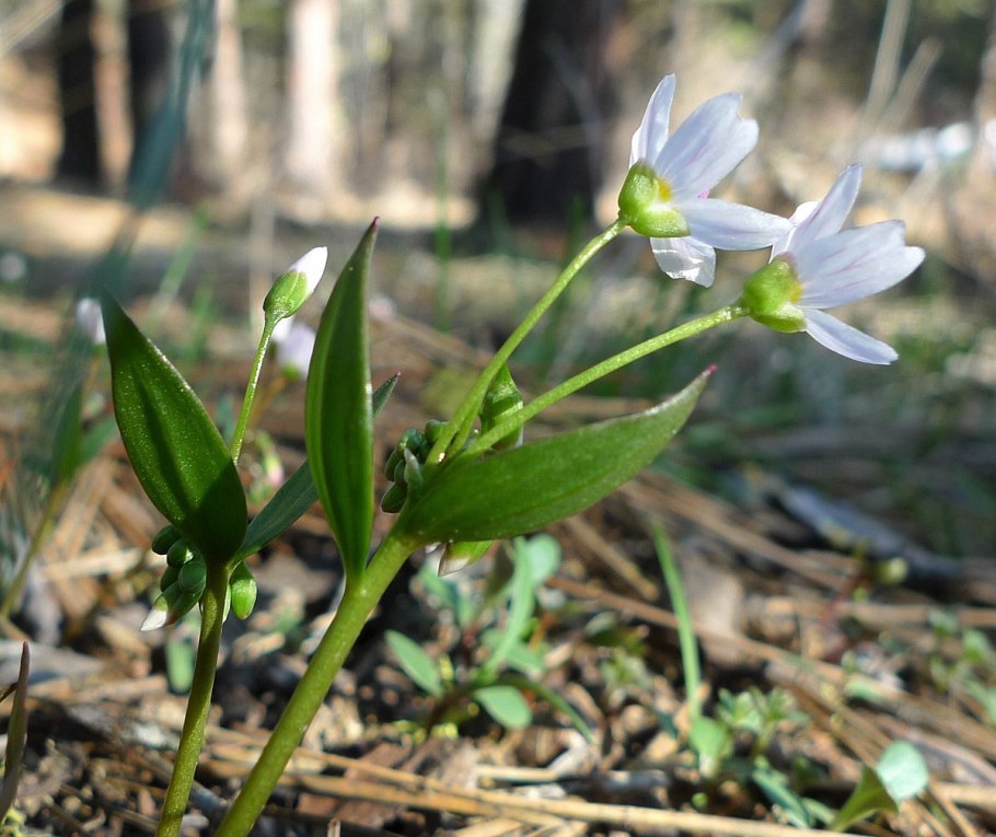 Claytonia sibirica