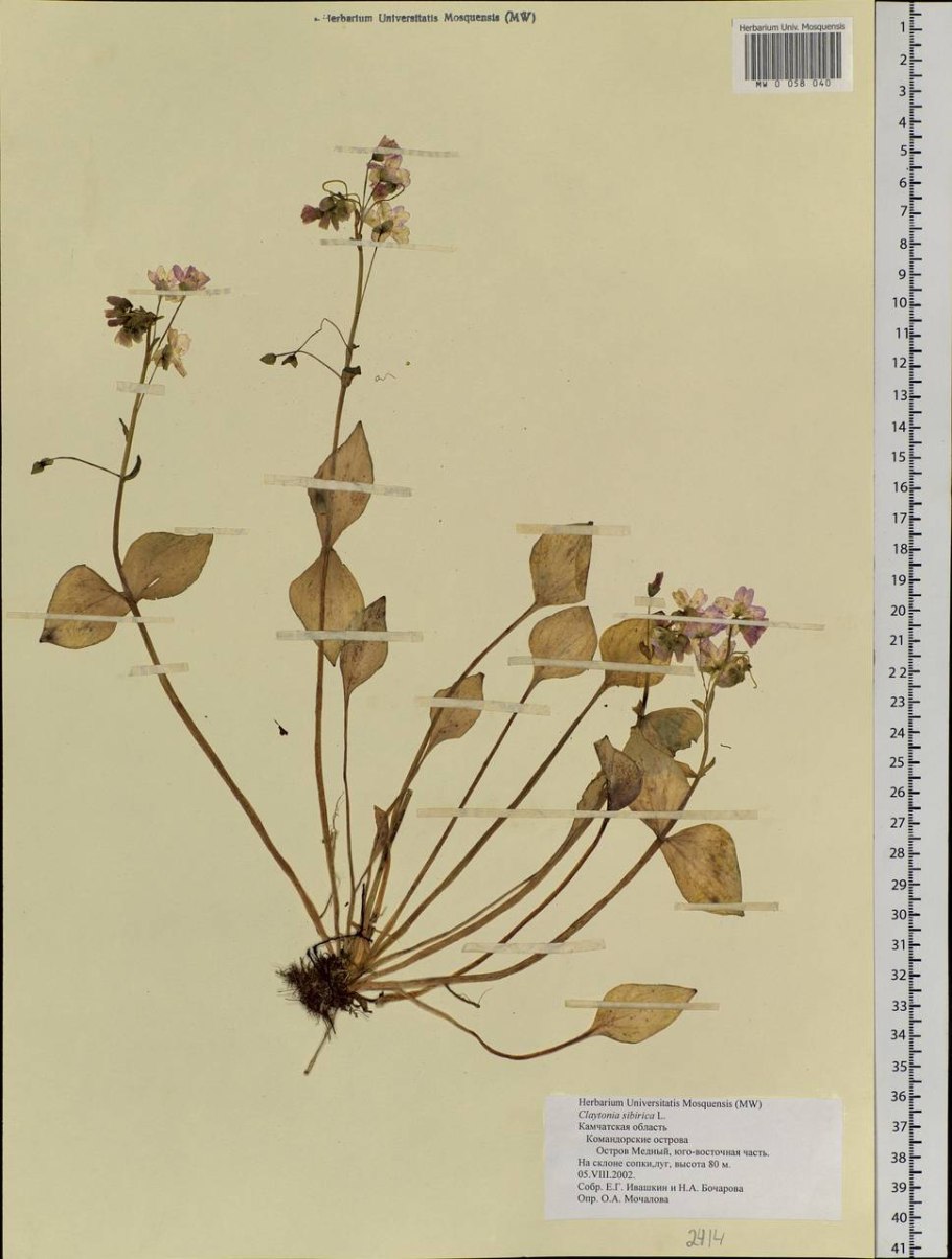 Клайтония пронзённолистная