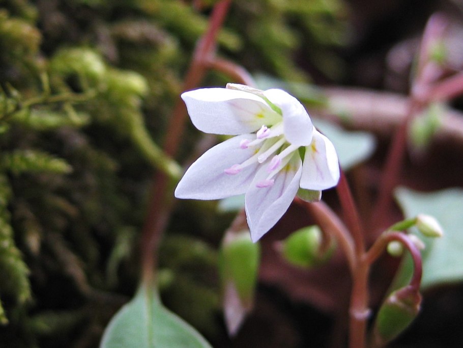 Клейтония Claytonia виргинская virginica