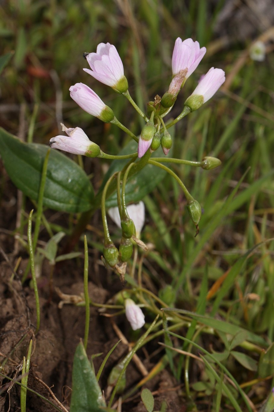 Claytonia perfoliata