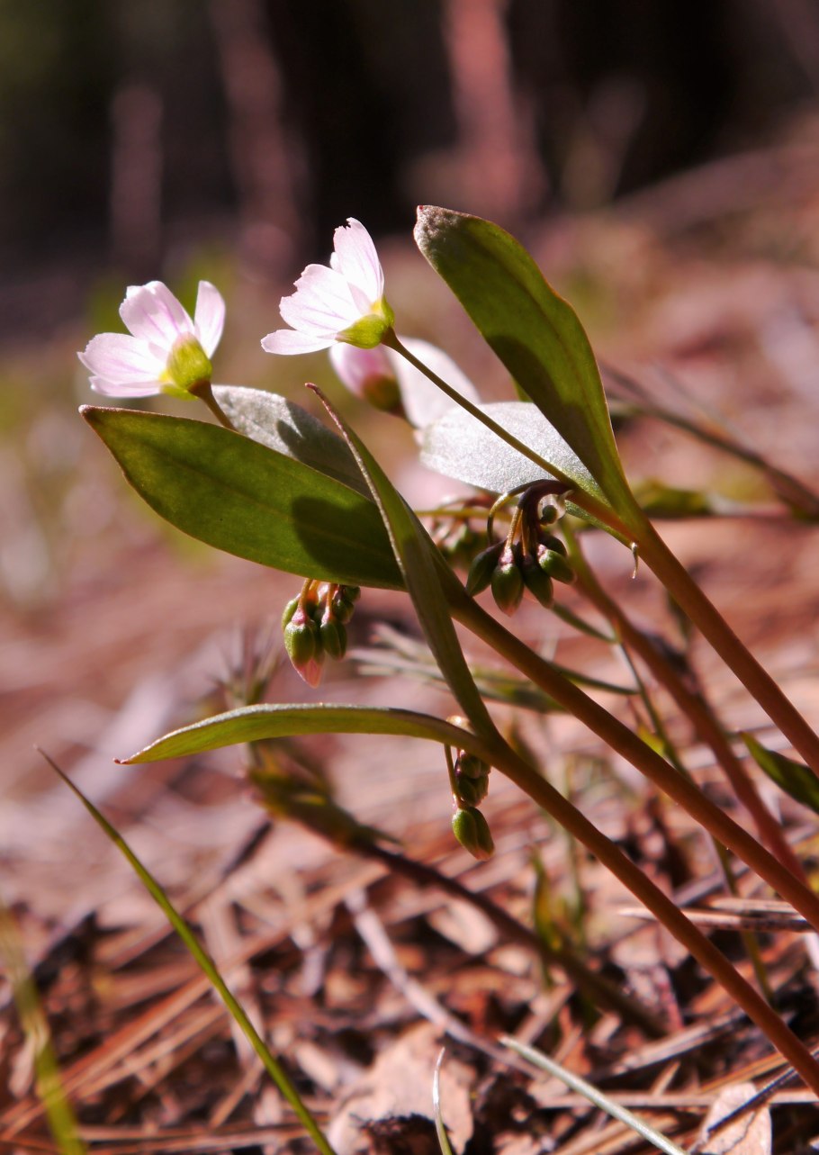 Клейтония соседи